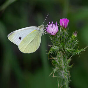 senda02_0000_SENDA 2_Imagen 9_blanquita de la col