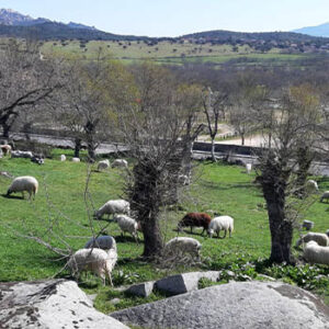 senda02_0009_SENDA 2_Imagen 22_ovejas