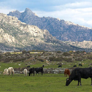 senda02_0010_SENDA 2_Imagen 21_ganado