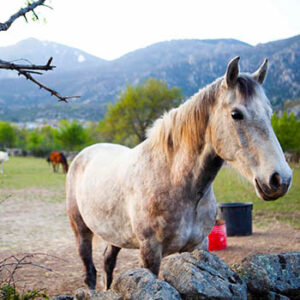 senda02_0011_SENDA 2_Imagen 20_caballo