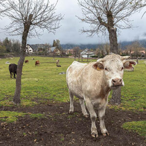 senda02_0014_SENDA 2_Imagen 18_vaca2