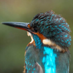 senda02_0021_SENDA 2_Imagen 11_martín pescador