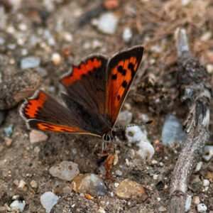 senda02_0022_SENDA 2_Imagen 10_manto bicolor